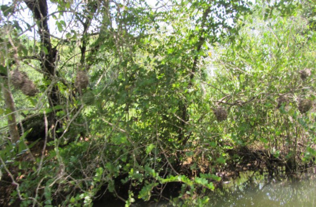 Parque Nacional Los Haitises manglares 1